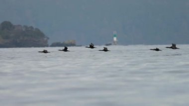 Karabatak Kuşları Batı Yakası 'nda uçuyor, Vancouver Adası, BC, Kanada. Yavaş Hareket