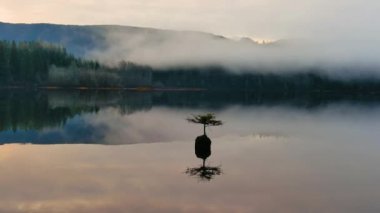 Fairy Gölü 'ndeki Bonsai Ağacı. Kanada Doğa Peyzajı. Gün doğumu. Juan de Fuca, Port Renfrew, BC, Kanada.