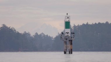 Batı yakasında karabatak kuşları, Vancouver Adası, BC, Kanada. Yavaş Hareket