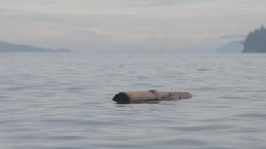 Okyanusta Sürüklenen Kütük Batı Yakası, Vancouver Adası, BC, Kanada. Yavaş Hareket
