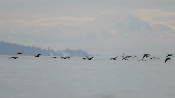 Cormorant Birds Flying West Coast Vancouver Island Canada Moción Lenta — Vídeo de stock