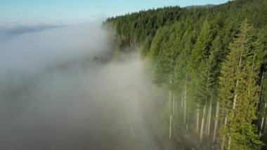 Pasifik Okyanusu kıyısındaki manzaralı otoyol. Foggy, Vancouver Adası, BC, Kanada.