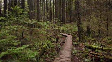 Kanada doğasında ağaçlarla çevrili yürüyüş yolu. Sonbahar sezonu, Gündüz. Kuzey Vancouver, Britanya Kolombiyası Kanada