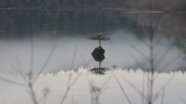 Bonsai Tree Fairy Lake Fondo Paisaje Natural Canadiense Amanecer Juan — Vídeo de stock