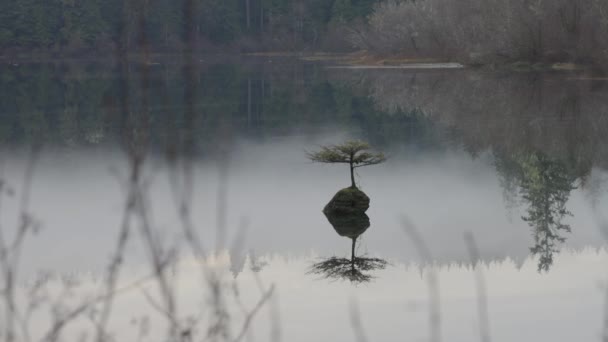 Bonsai Tree Fairy Lake Fondo Paisaje Natural Canadiense Amanecer Juan — Vídeo de stock