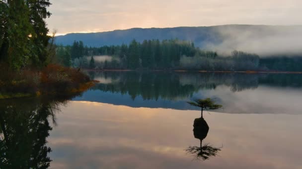 Bonsai Träd Älvsjön Kanadensisk Natur Landskap Bakgrund Soluppgång Juan Fuca — Stockvideo