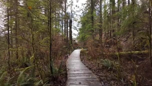 Sentier Randonnée Entouré Arbres Dans Nature Canadienne Saison Automne Journée — Video