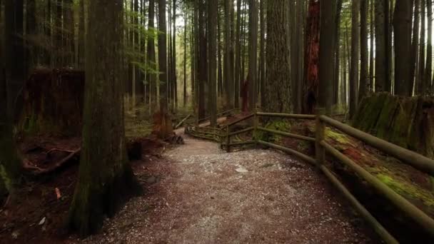 Μονοπάτι Πεζοπορίας Που Περιβάλλεται Από Δέντρα Στην Καναδική Φύση Φθινοπωρινή — Αρχείο Βίντεο