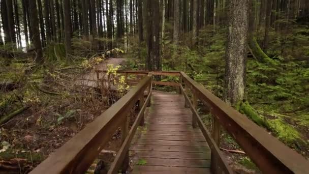 Ścieżka Turystyczna Otoczona Drzewami Kanadyjskiej Przyrodzie Sezon Jesienny Dzień North — Wideo stockowe