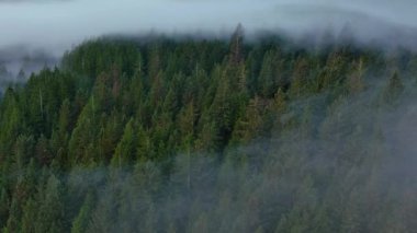Dağlar ve sisle kaplı yeşil ağaçlarla kaplı bir vadi. Kanada Peyzaj Doğası Hava Arkaplanı. Vancouver Adası, British Columbia, Kanada.