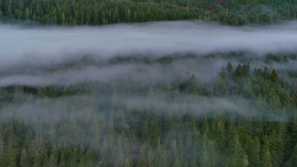 Valley Mountains Och Gröna Träd Täckta Dimma Kanadensiska Landskap Natur — Stockvideo