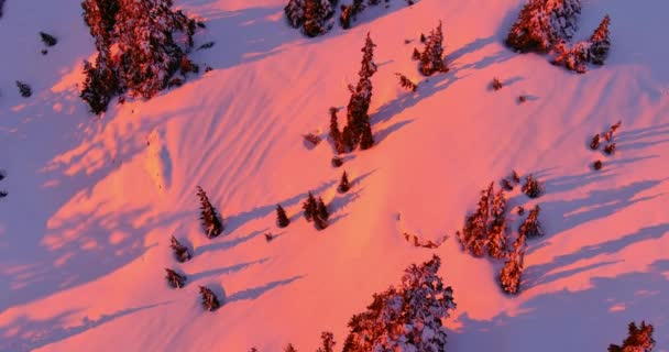 雪树和山景 粉红日落 五彩缤纷的冬季风景 航拍电影 加拿大不列颠哥伦比亚省 — 图库视频影像