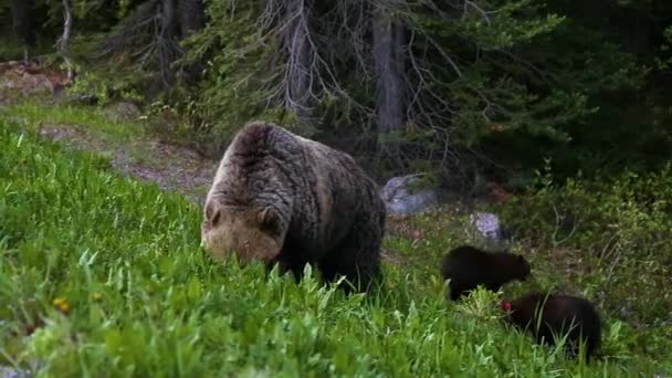 Мати Грізлі Ведмідь Своїми Дитинчатами Їсть Бур Яни Траву Природі — стокове відео
