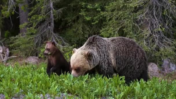 Mãe Urso Grizzly Com Seus Filhotes Comendo Ervas Daninhas Grama — Vídeo de Stock