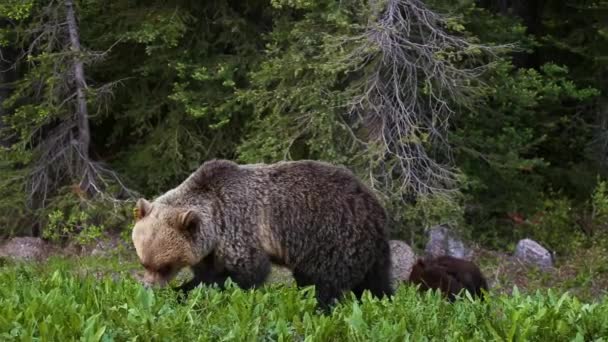 Mãe Urso Grizzly Com Seus Filhotes Comendo Ervas Daninhas Grama — Vídeo de Stock
