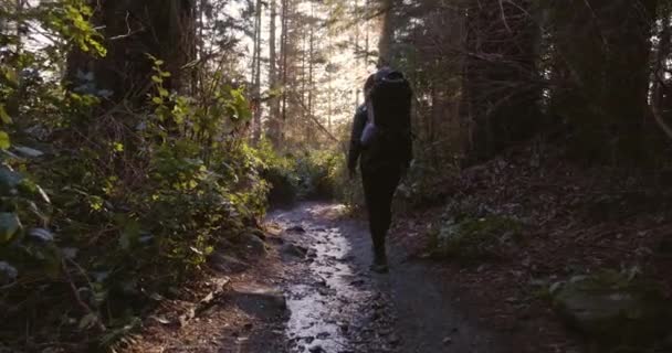 森でハイキングするバックパックキャリアの母と赤ちゃんの少年 サニーサンセット ライトハウスパーク ウェストバンクーバー カナダ — ストック動画