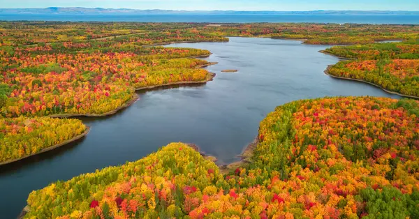 Levande Träd Och Landskap Atlantens Östkust Quebec Kanada — Stockfoto