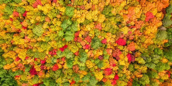 Alberi Colorati Nella Foresta Rosso Giallo Arancione Verde Fogliame Della — Foto Stock