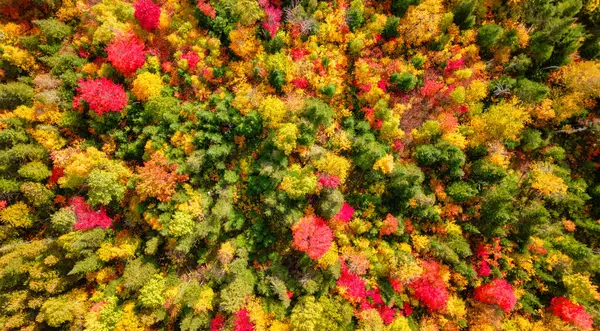 Árboles Coloridos Bosque Rojo Amarillo Naranja Verde Follaje Temporada Otoño — Foto de Stock