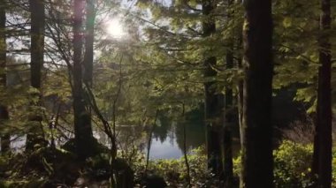 Güneşli bir bahar gününde Manzaralı Göl ve Ağaçlar. Sakin Su, Mavi Gökyüzü. Rice Gölü, Kuzey Vancouver, British Columbia, Kanada.