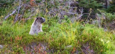 Large Marmot eating grass in Canadian Nature. Garibaldi, British Columbia, Canada. clipart