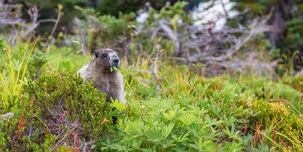 Μεγάλη Marmot Τρώει Γρασίδι Στην Καναδική Φύση Γκαριμπάλντι Βρετανική Κολομβία Εικόνα Αρχείου