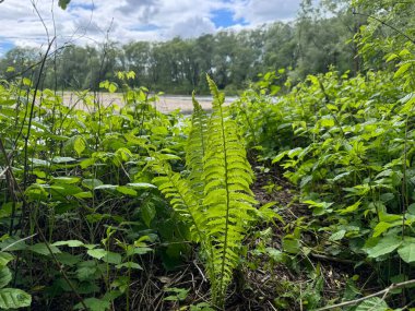 Bereketli bir ormanda, yeşil eğreltiotu yakın plan, bir dağ nehri ve arka planda yoğun ağaçlar. Vahşi doğayı, tazeliği ve huzuru simgeleyen canlı bir doğa sahnesi..