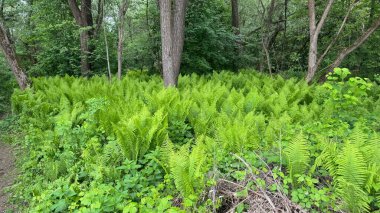 Yoğun bir ormanda yemyeşil eğrelti otları, yüksek ağaçlar ve canlı yapraklarla. Vahşi orman manzarasının tazeliğini ve güzelliğini yansıtan huzurlu doğal bir manzara..