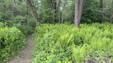Yoğun bir ormanda yemyeşil eğrelti otları, yüksek ağaçlar ve canlı yapraklarla. Vahşi orman manzarasının tazeliğini ve güzelliğini yansıtan huzurlu doğal bir manzara..