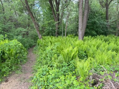 Yoğun bir ormanda yemyeşil eğrelti otları, yüksek ağaçlar ve canlı yapraklarla. Vahşi orman manzarasının tazeliğini ve güzelliğini yansıtan huzurlu doğal bir manzara..