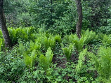 Yoğun bir ormanda yemyeşil eğrelti otları, yüksek ağaçlar ve canlı yapraklarla. Vahşi orman manzarasının tazeliğini ve güzelliğini yansıtan huzurlu doğal bir manzara..