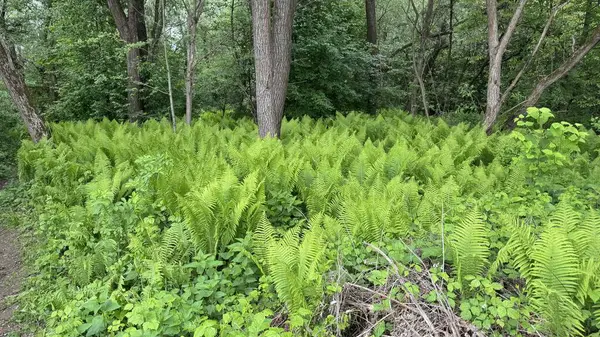 Yoğun bir ormanda yemyeşil eğrelti otları, yüksek ağaçlar ve canlı yapraklarla. Vahşi orman manzarasının tazeliğini ve güzelliğini yansıtan huzurlu doğal bir manzara..