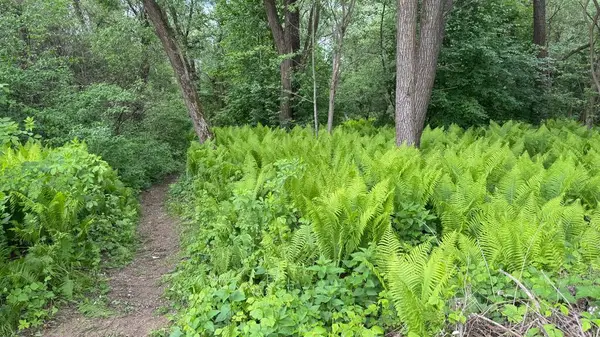 Yoğun bir ormanda yemyeşil eğrelti otları, yüksek ağaçlar ve canlı yapraklarla. Vahşi orman manzarasının tazeliğini ve güzelliğini yansıtan huzurlu doğal bir manzara..