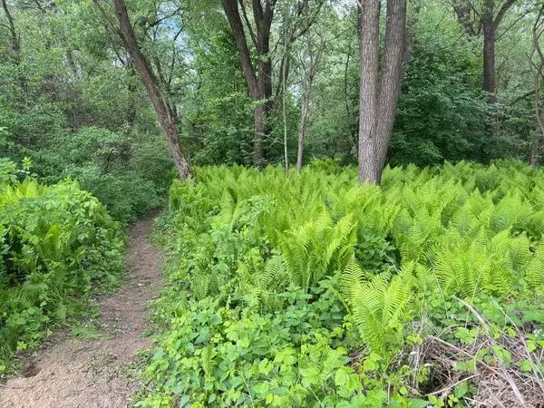 Yoğun bir ormanda yemyeşil eğrelti otları, yüksek ağaçlar ve canlı yapraklarla. Vahşi orman manzarasının tazeliğini ve güzelliğini yansıtan huzurlu doğal bir manzara..