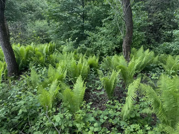 Yoğun bir ormanda yemyeşil eğrelti otları, yüksek ağaçlar ve canlı yapraklarla. Vahşi orman manzarasının tazeliğini ve güzelliğini yansıtan huzurlu doğal bir manzara..