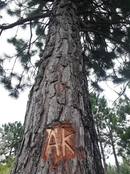 Açık mavi gökyüzüne karşı heybetli ağaç tepelerinin çarpıcı bir perspektifi. Görüntü, canlı yeşil yapraklar ve sağlam gövdelerle yemyeşil doğanın güzelliğini yakalıyor. Huzur hissi uyandırıyor.