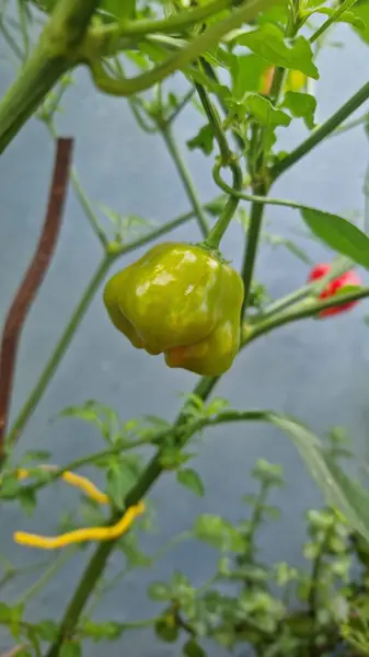 Açık mavi gökyüzüne karşı heybetli ağaç tepelerinin çarpıcı bir perspektifi. Görüntü, canlı yeşil yapraklar ve sağlam gövdelerle yemyeşil doğanın güzelliğini yakalıyor. Huzur hissi uyandırıyor.