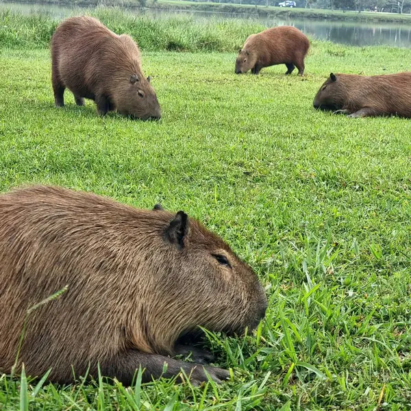 Bir grup Capybaras, sudaki yemyeşil bir tarlada dinleniyor ve huzurlu bir günün tadını çıkarıyor. Sahne, kapibaraların taze çimenler ve canlılarla beslendiği doğayla bir uyum ve sakinlik hissi veriyor.