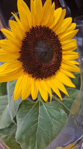Parlak sarı taç yaprakları ve koyu kahverengi bir merkezi olan güzel bir ayçiçeği. Sert, sağlıklı yeşil yapraklar çiçeğin zarafetini tamamlar, neşeli ve parlak bir bileşim yaratır.