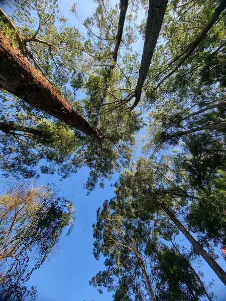 Açık mavi gökyüzüne karşı heybetli ağaç tepelerinin çarpıcı bir perspektifi. Görüntü, canlı yeşil yapraklar ve sağlam gövdelerle yemyeşil doğanın güzelliğini yakalıyor. Huzur hissi uyandırıyor. 