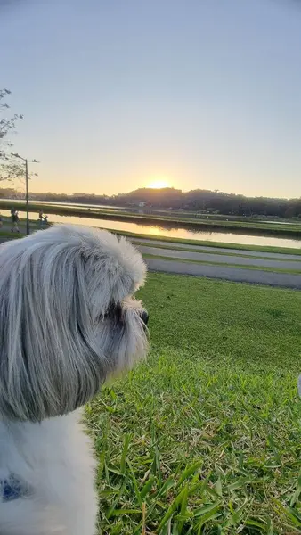 Şirin bir Shih Tzu köpeği çimlerin üzerinde oturur ve huzurlu bir gölün üzerinde gün batımını seyreder. Sahne, köpeğin dış hatlarını aydınlatan ve suya yansıtan yumuşak güneş ışığıyla bir sükunet ve sükunet hissi veriyor..
