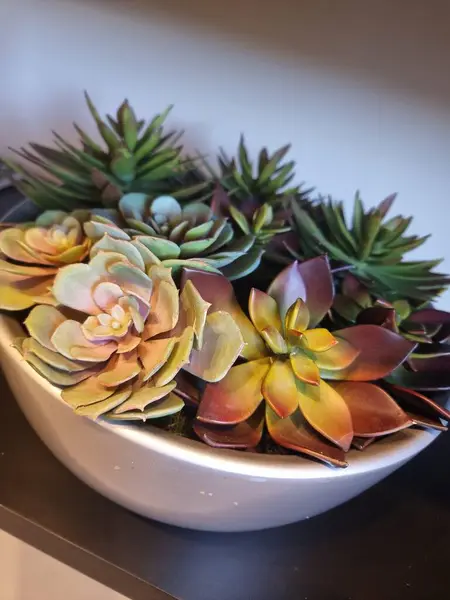 Zarif bir seramik tencerede renkli suluların etkileyici bir düzenlemesi. Bitkiler, modern ve çekici bir görünüm yaratarak yeşil, pembe ve mor renkli canlı tonlara sahiptir. Yumuşak ışık yaprak dokusunu vurgular, sükuneti ve doğayı da ekler 