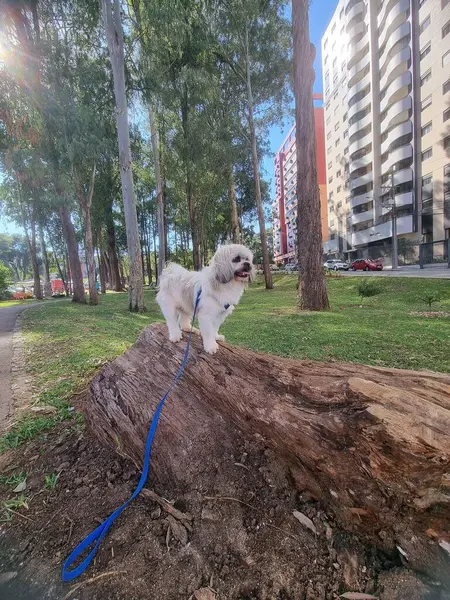 Parktaki bir ağaç gövdesinin üzerinde hafif kıvırcık kürklü sevimli küçük bir köpek duruyor. Parlak mavi gökyüzüne karşı yemyeşil ve modern binalarla çevrili mutlu, meraklı bir görüntüsü var..