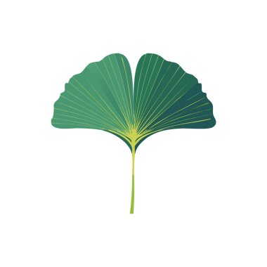 Ginkgo Yaprak düz tasarım