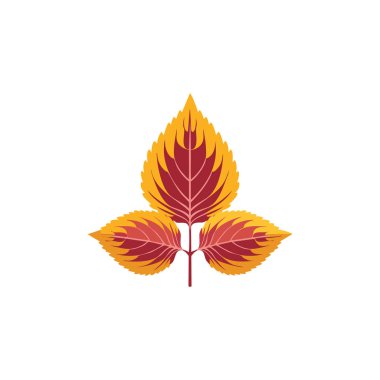 Coleus düz tasarım bırakır
