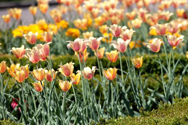 Bahçedeki lale tarlası