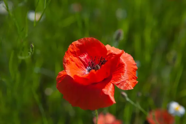 Çayırda haşhaş çiçeği