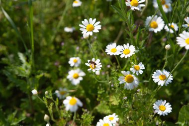 Bahçede beyaz çiçekler