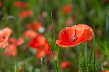 Çayırda kırmızı haşhaş
