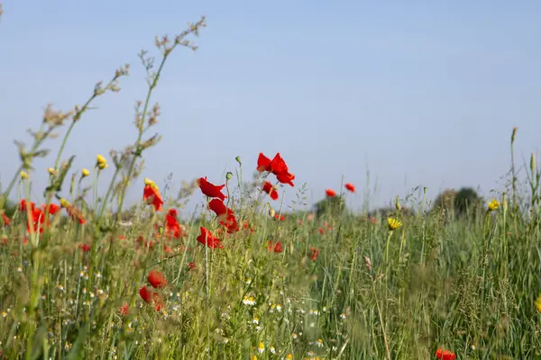 Yazın kırmızı haşhaş tarlası. Çiçekler mavi gökyüzünün arka planında